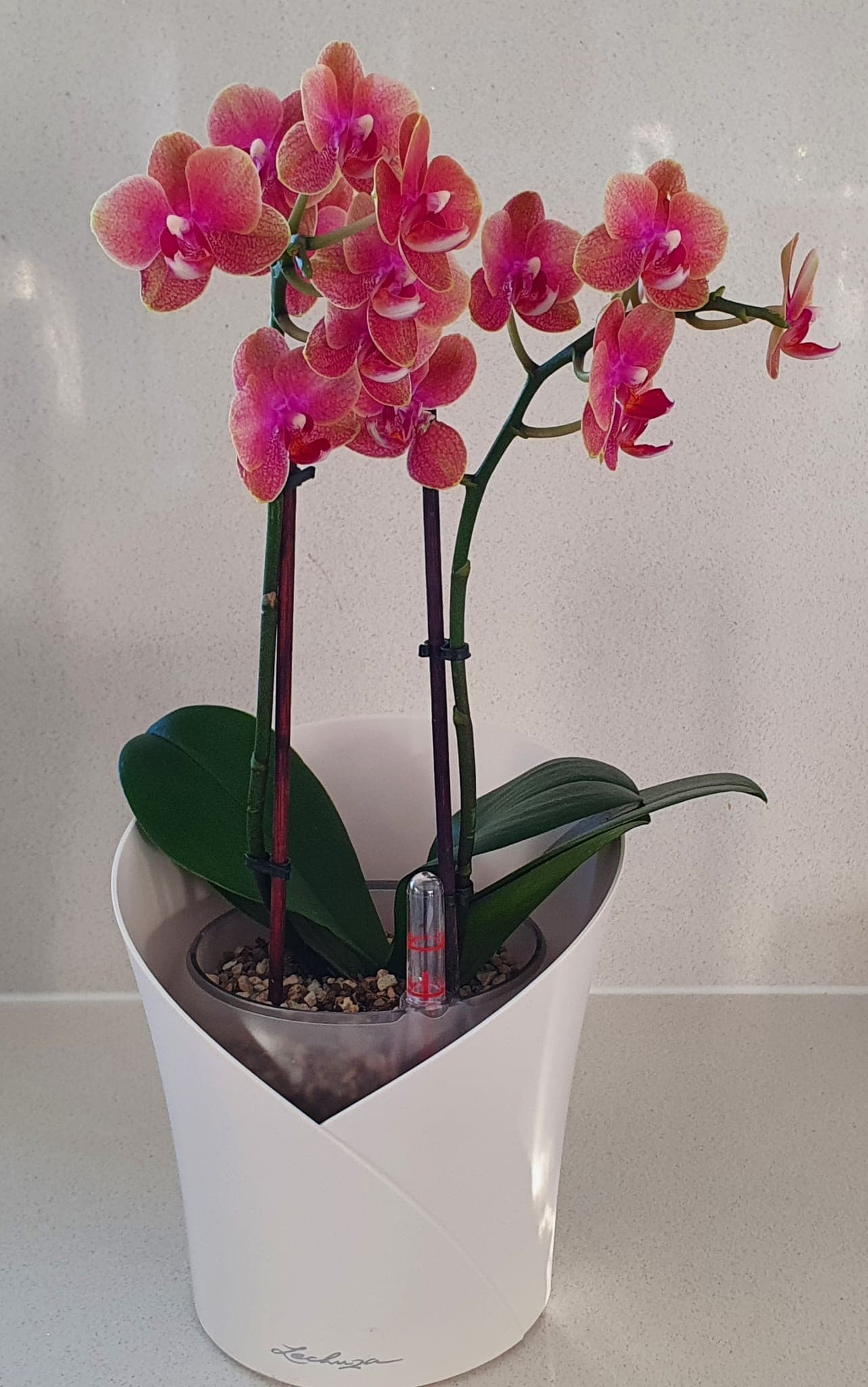 Orchid bloom close-up