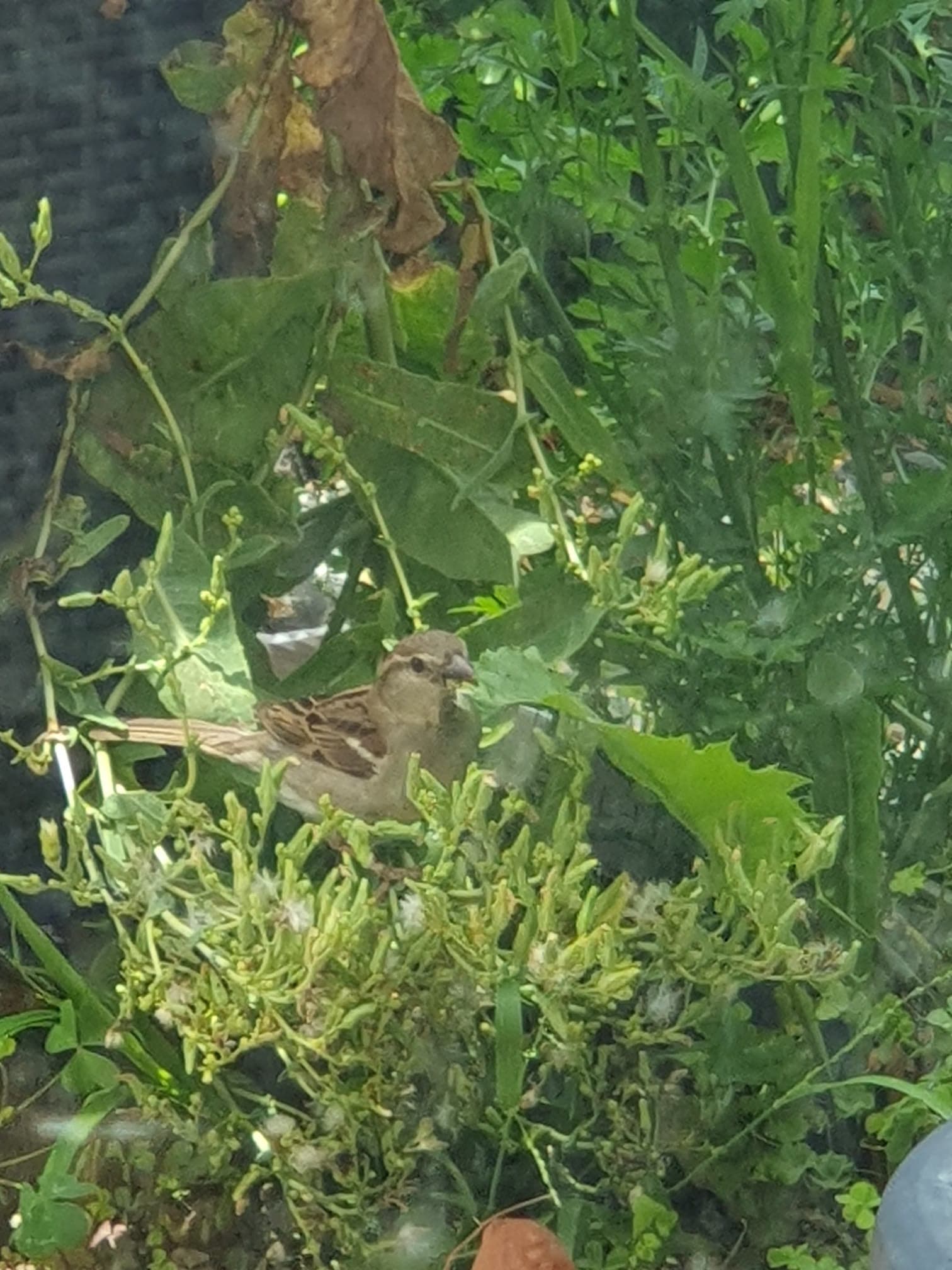 Little bird in the garden