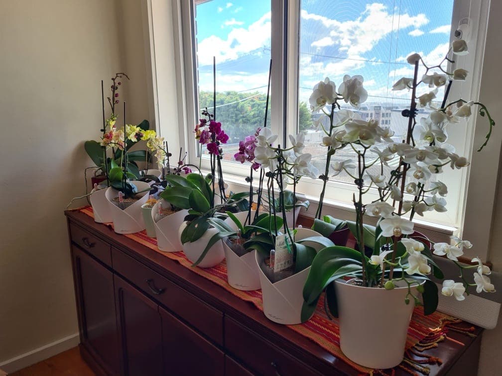 Orchids inside the house