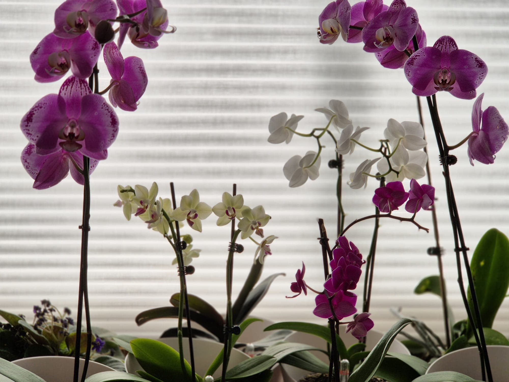 Pink and white orchids