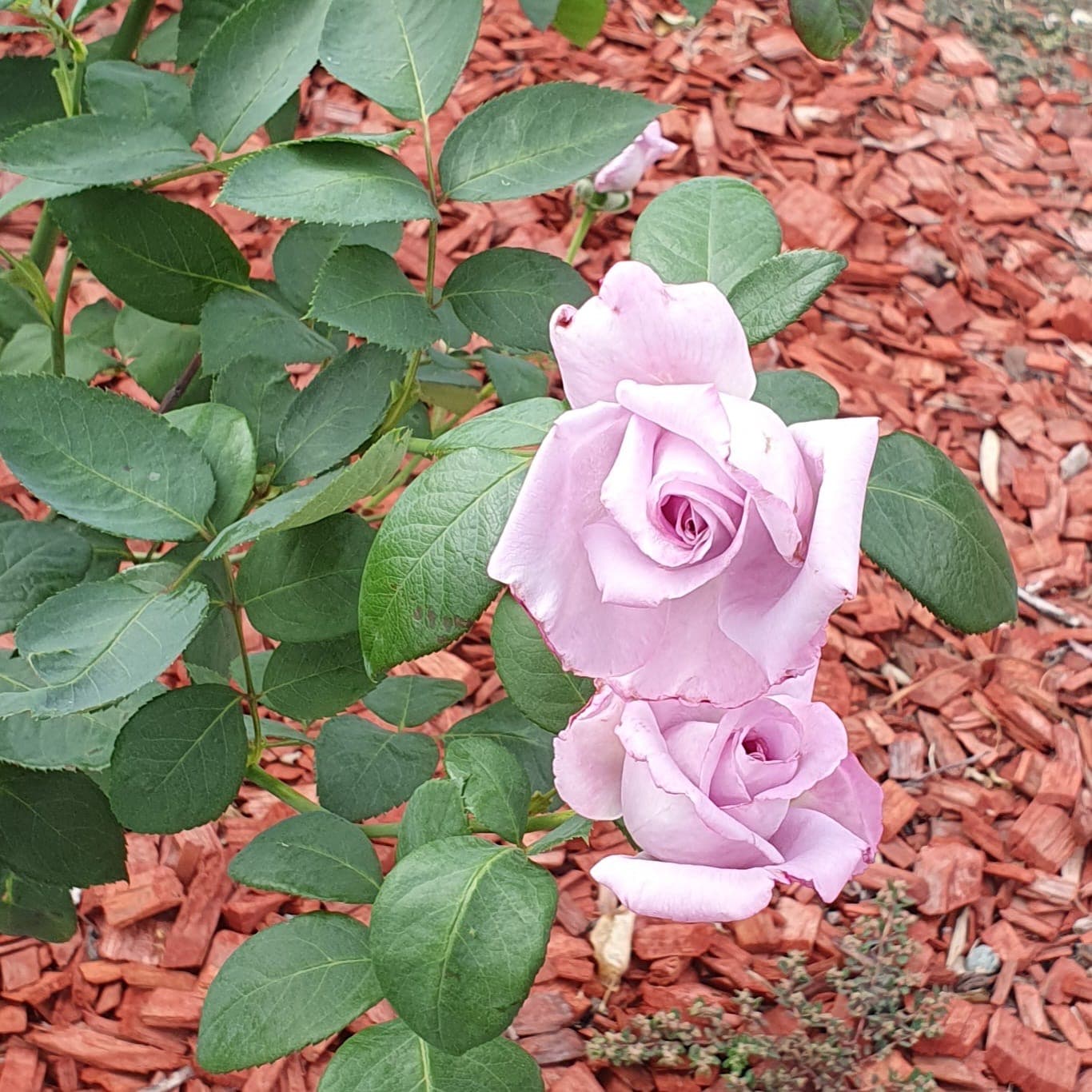 Pink flower close-up