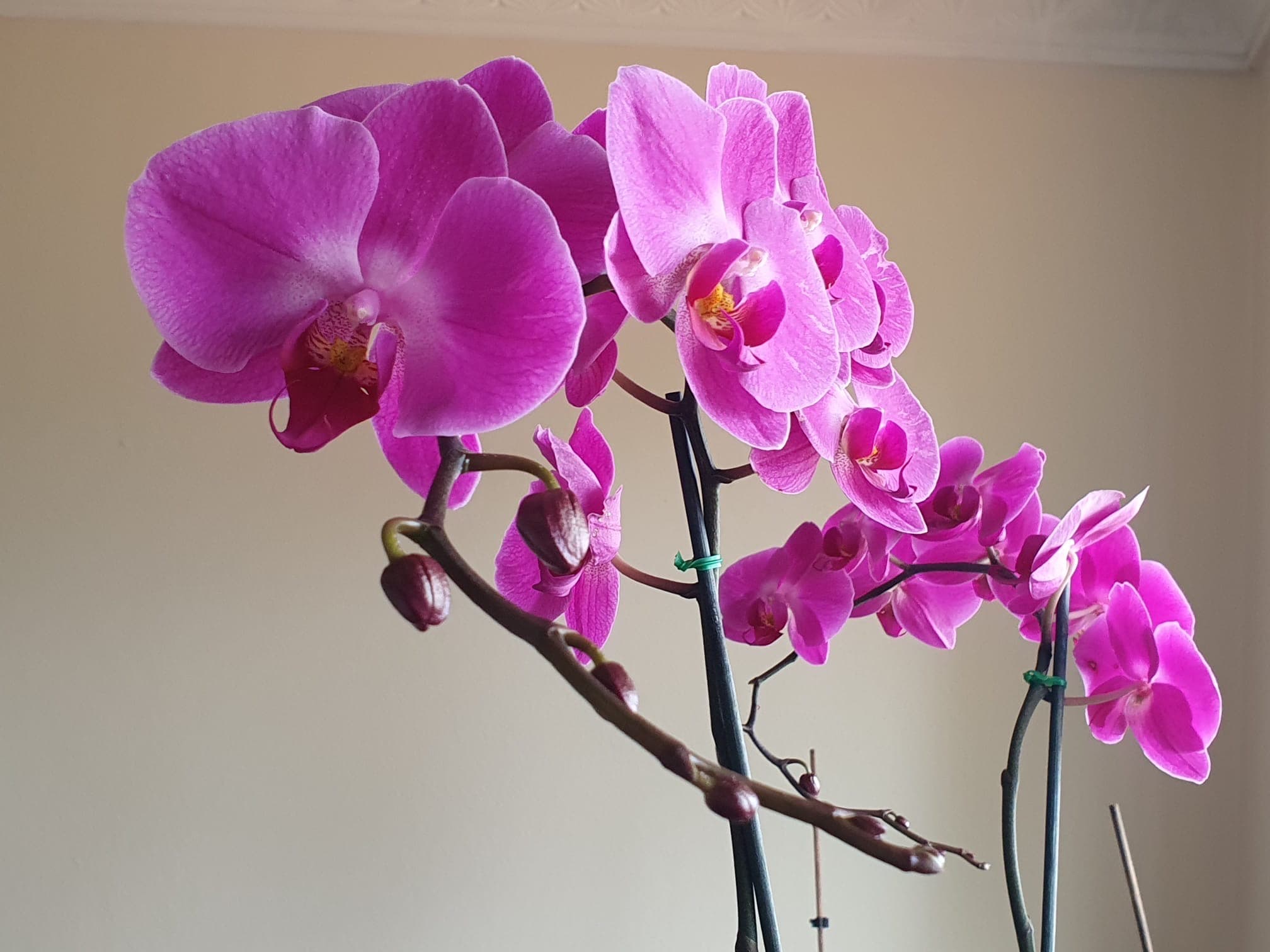 Pink orchid close-up