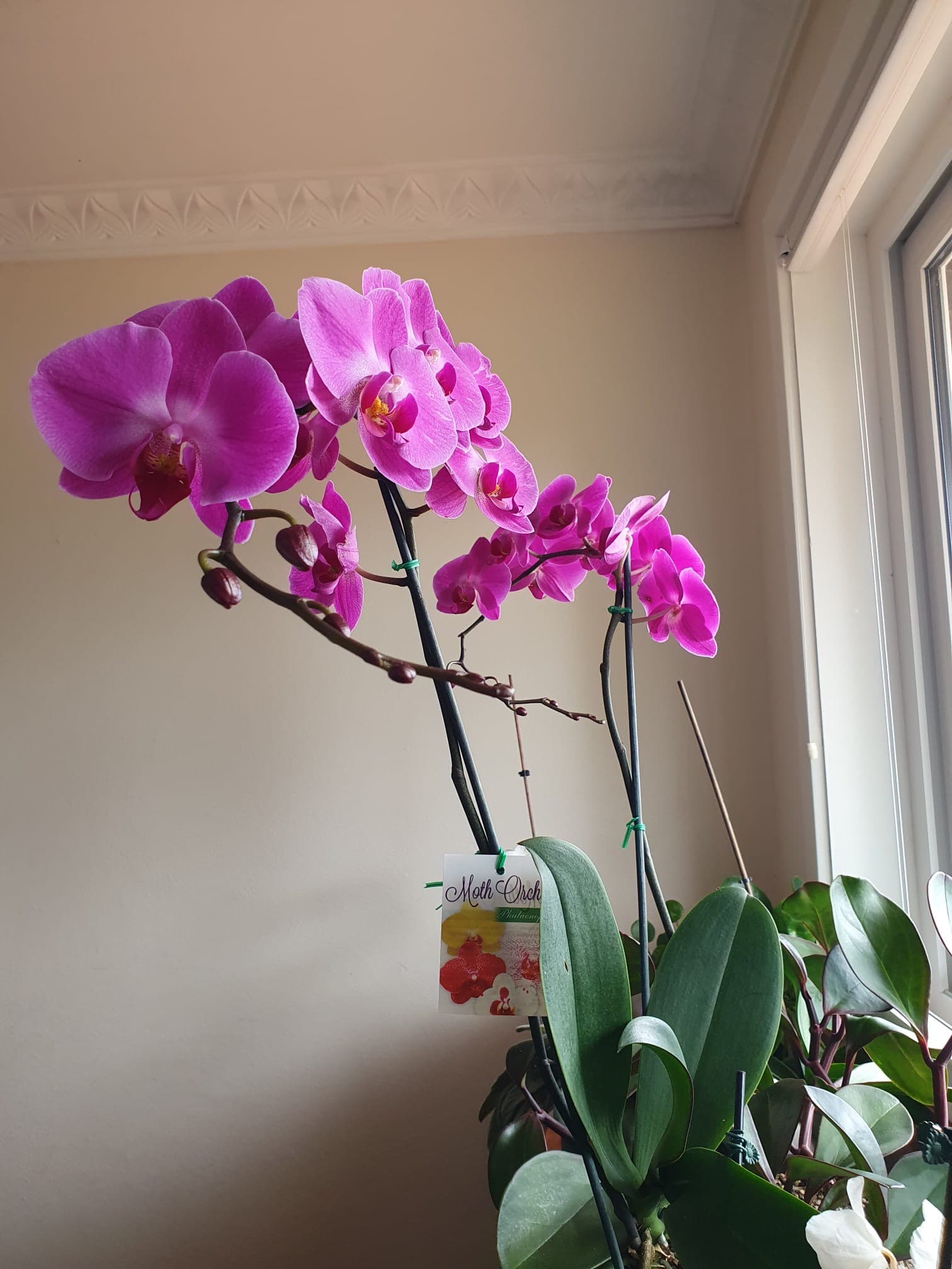 Pink orchid