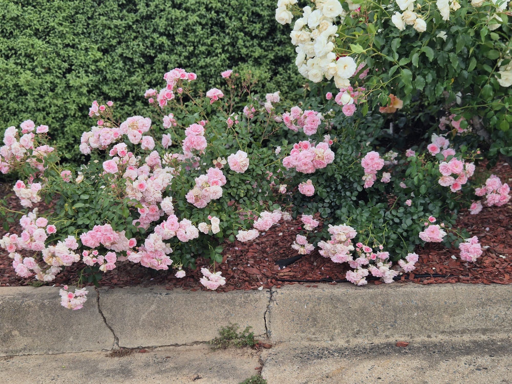 Pink and white flowers