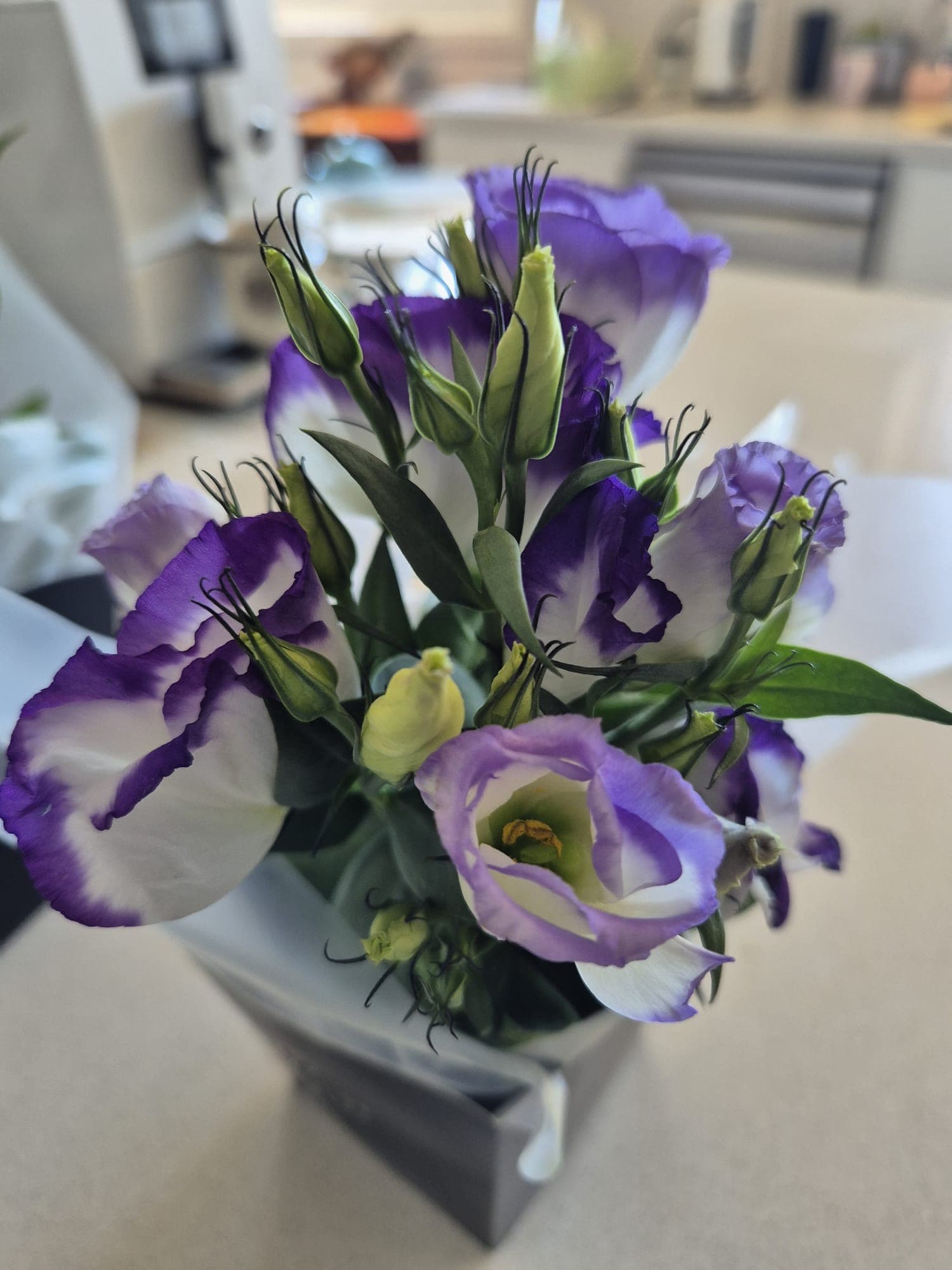 White and purple flower