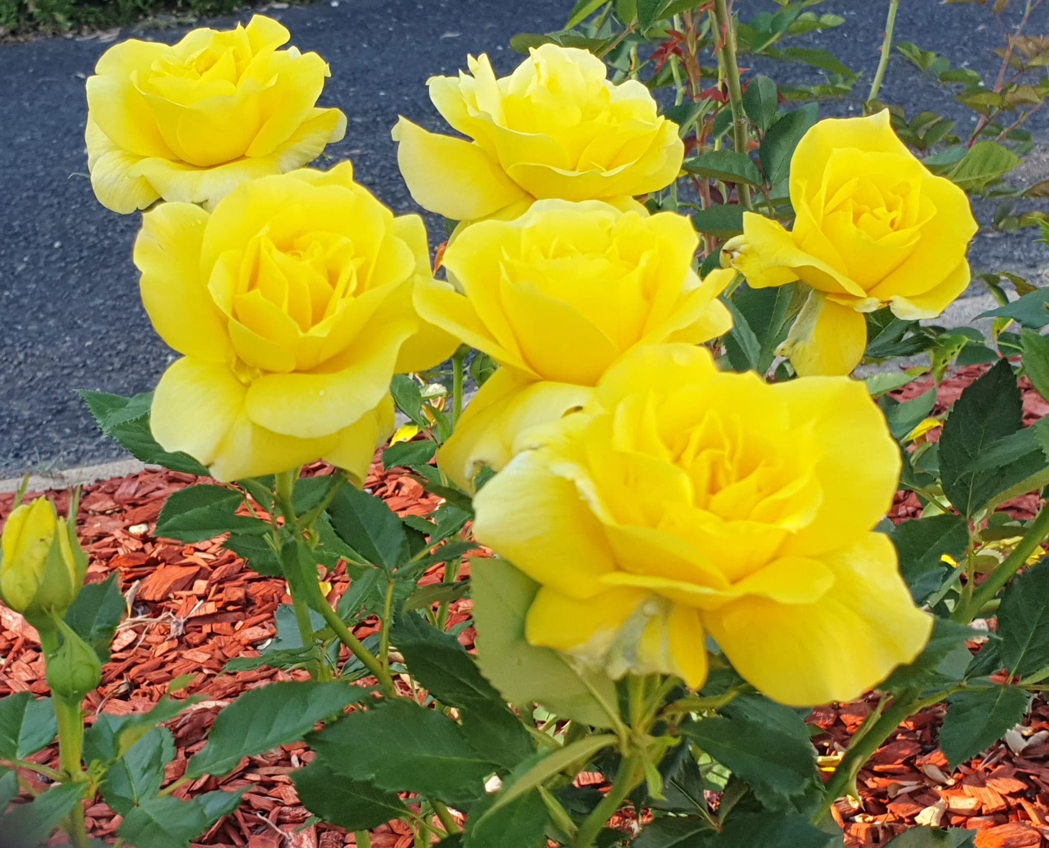 Yellow flower close-up