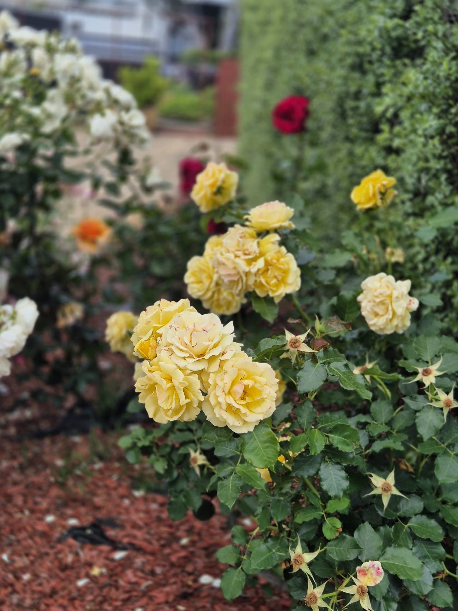 Yellow roses