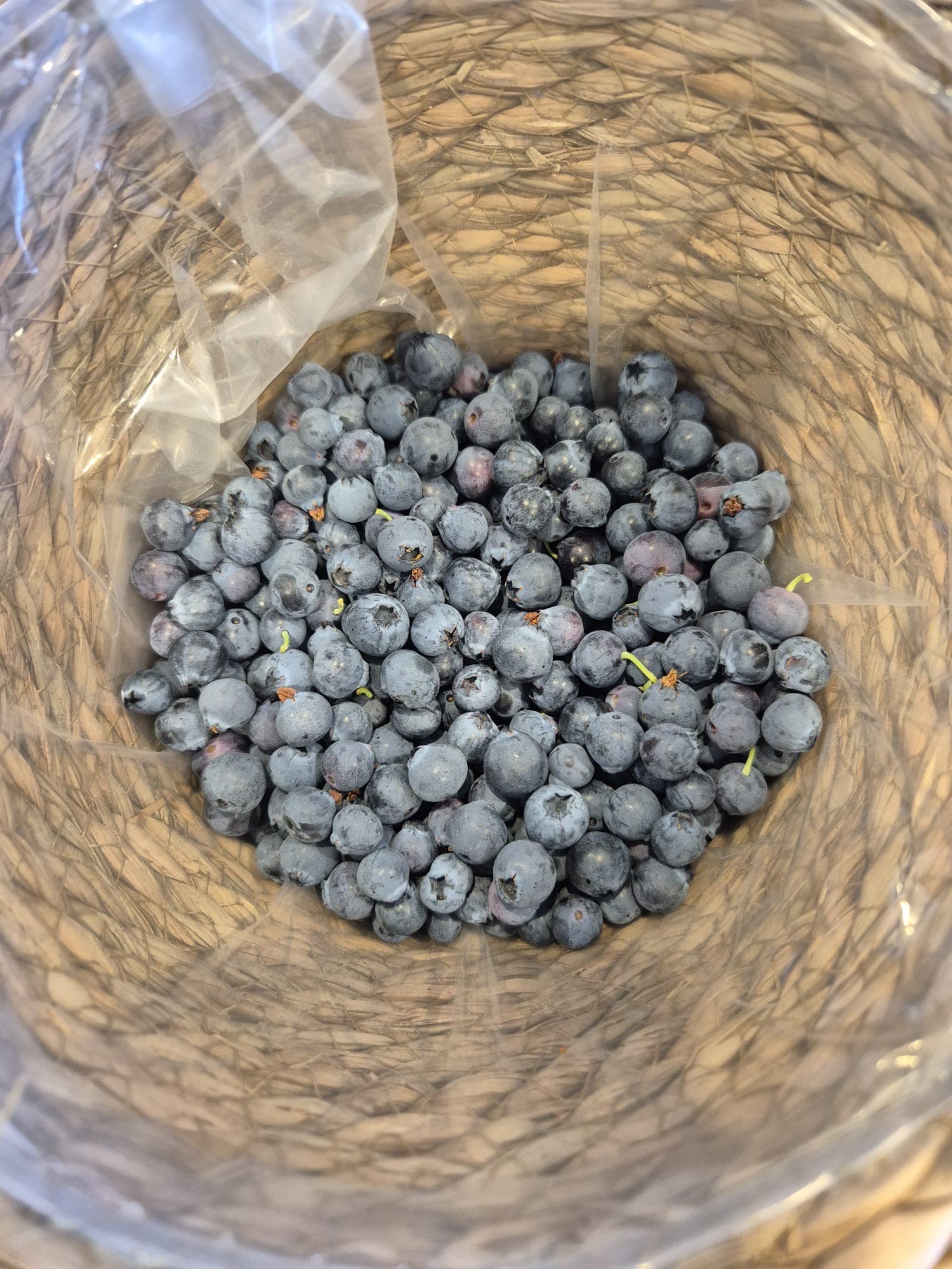 Blueberry basket