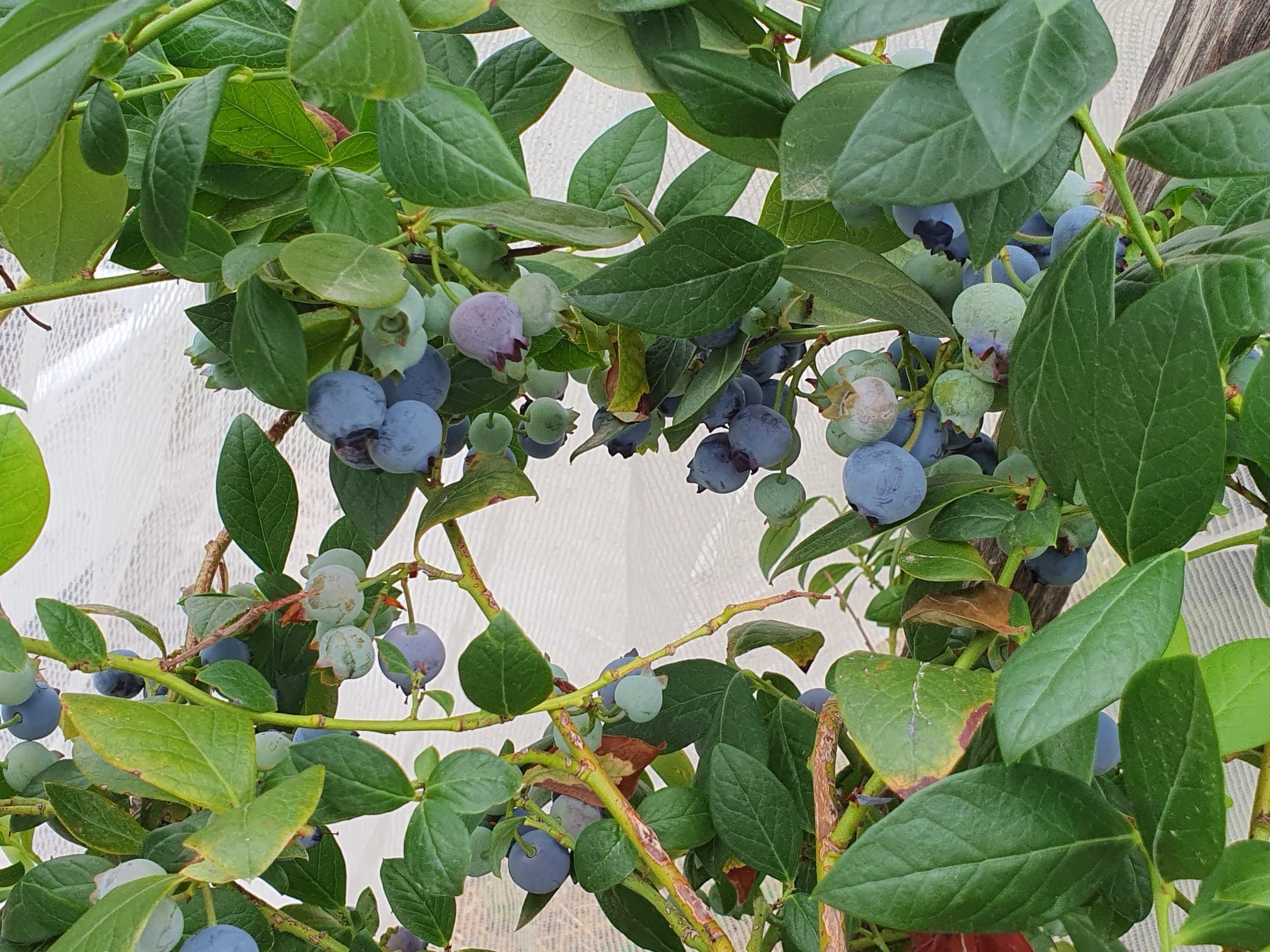Blueberry plant close-up