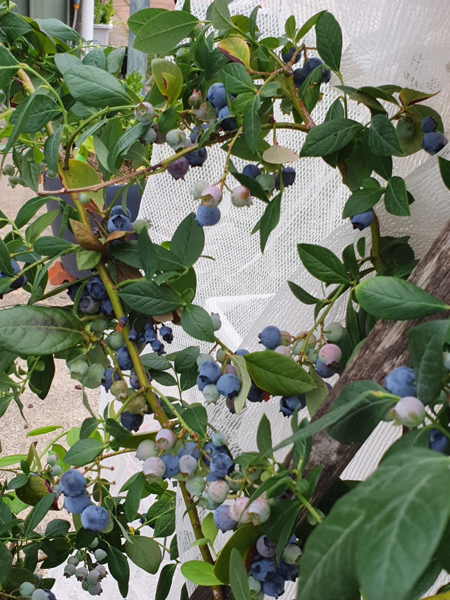 Blueberry plant