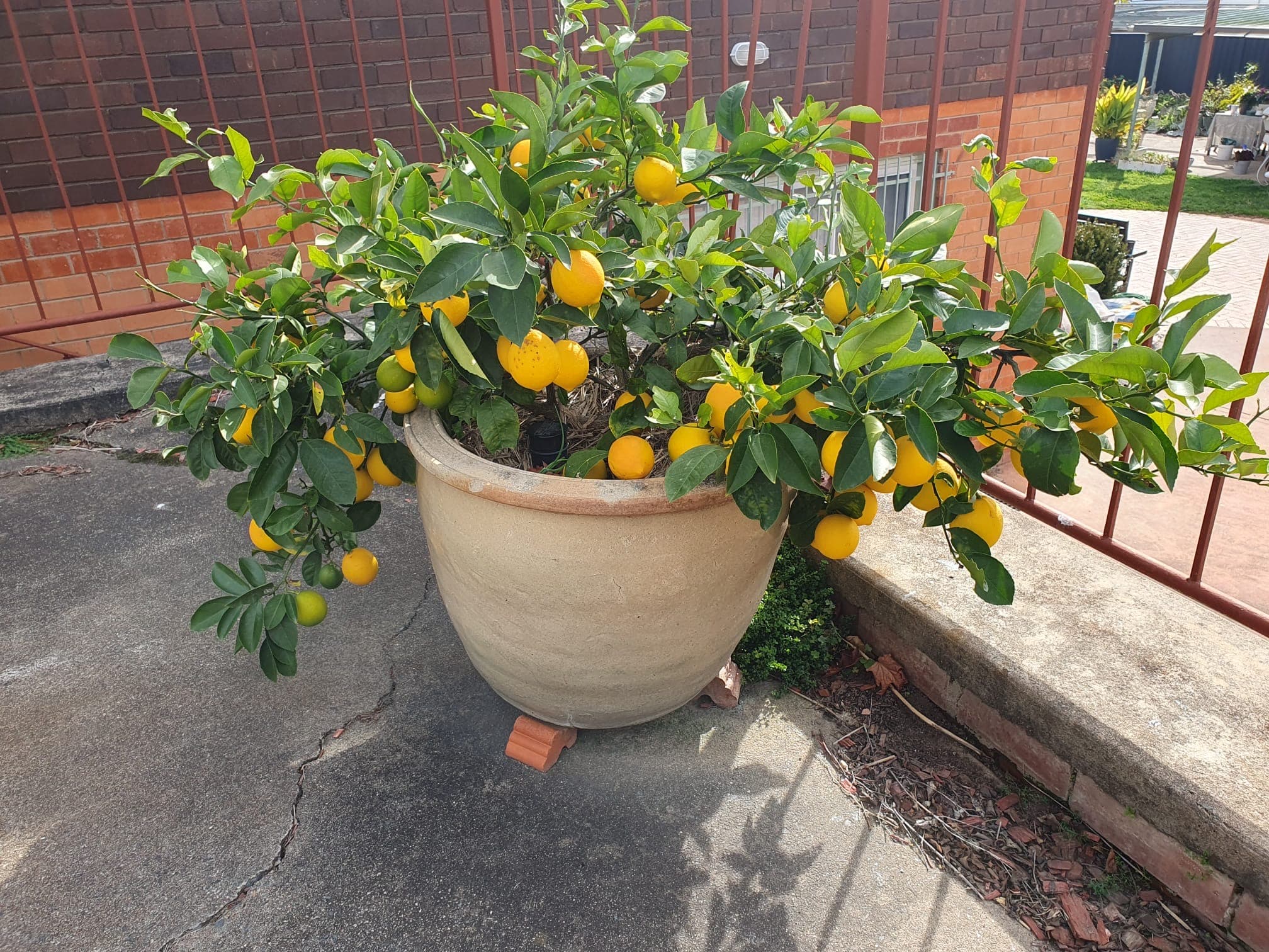 Fresh lemons
