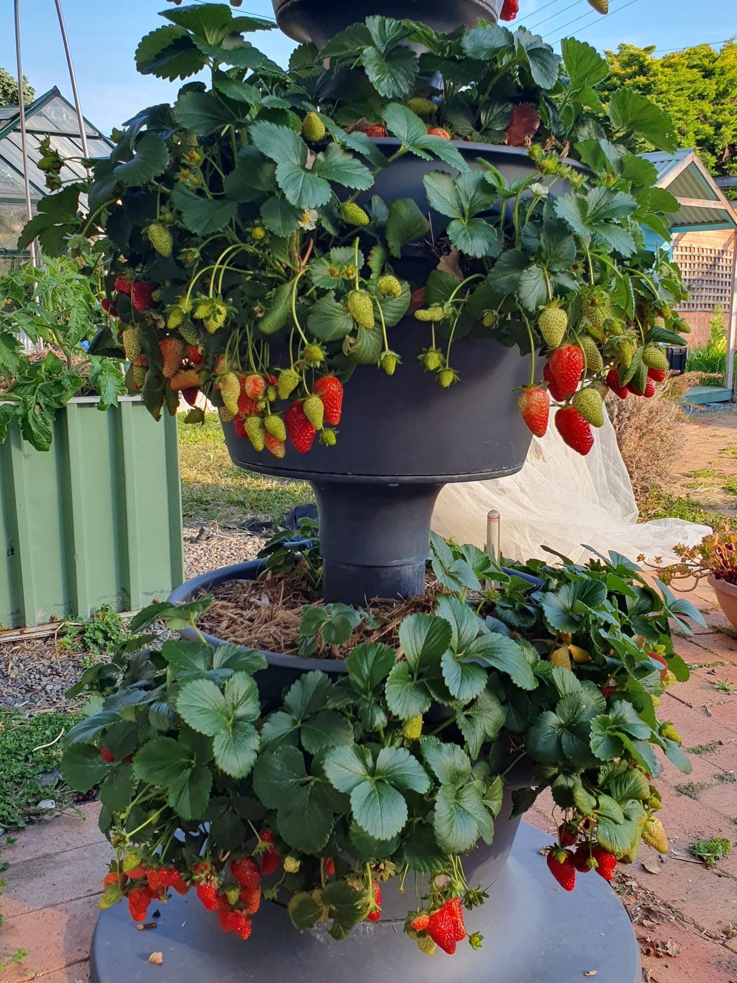 Strawberry stand close-up