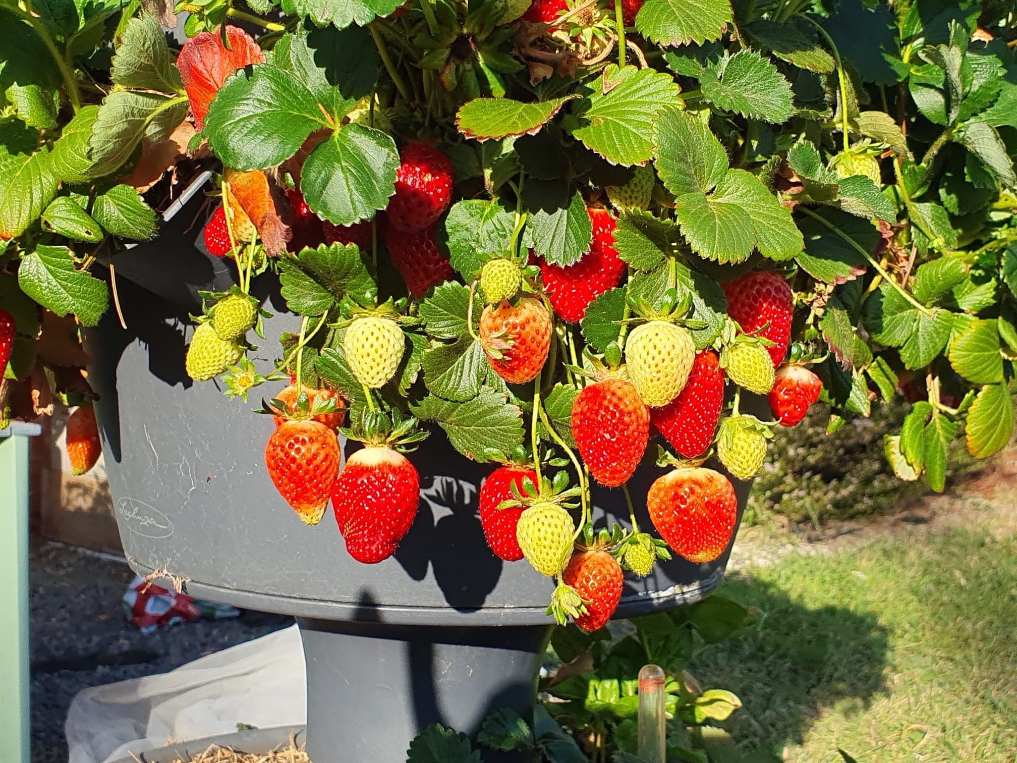 Strawberry plant