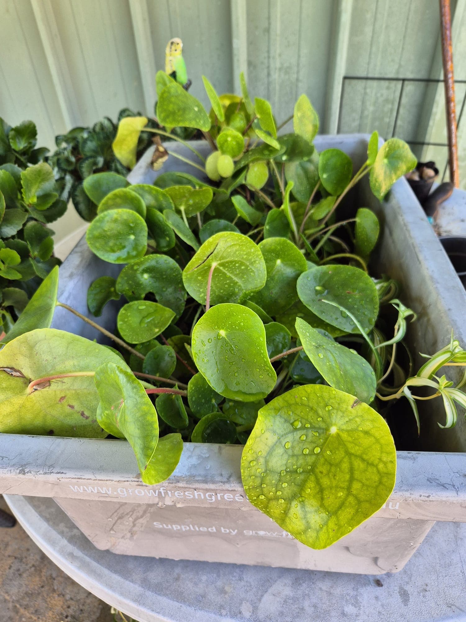 Garden plant (unknown)