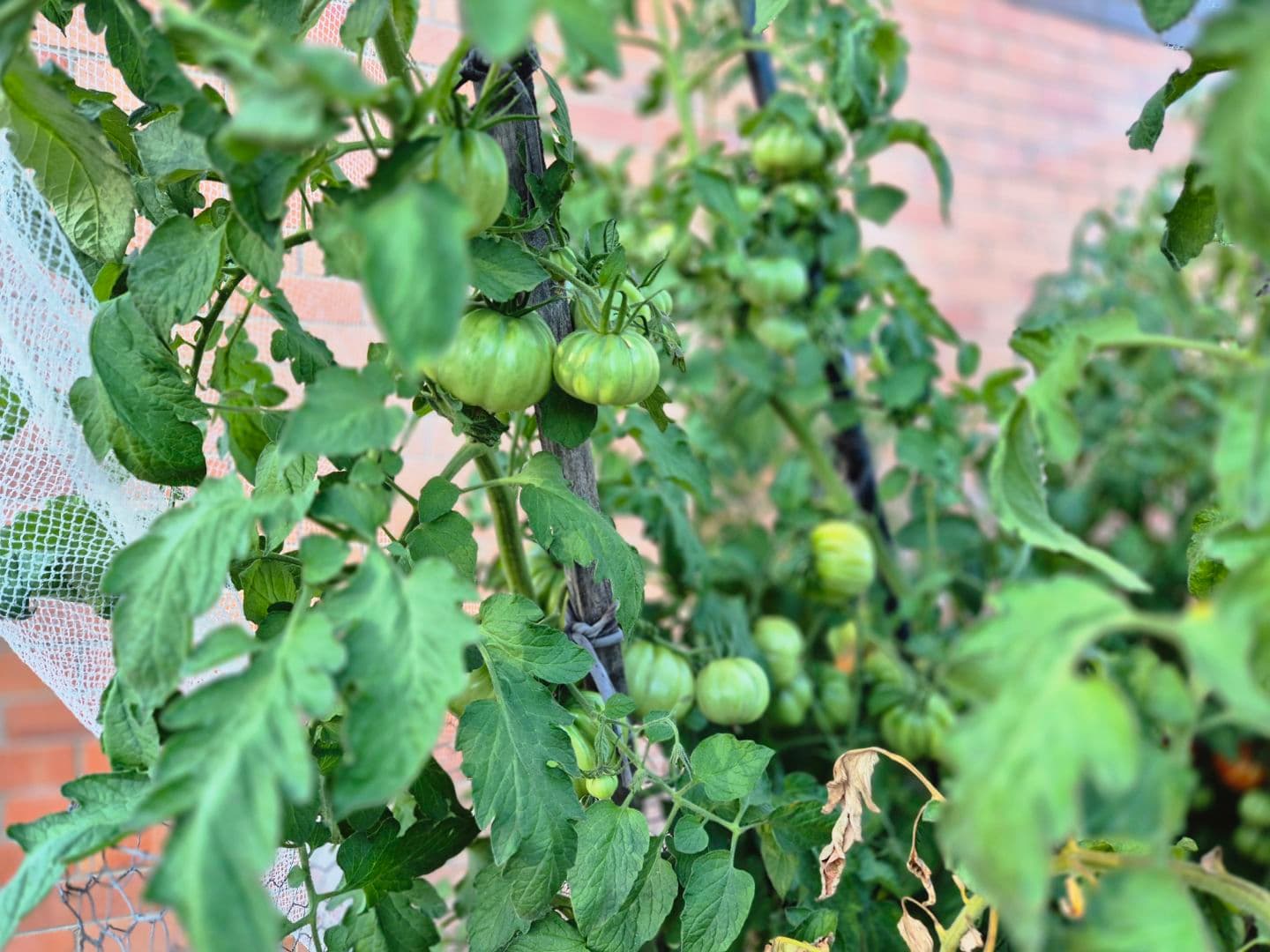 Baby tomatoes