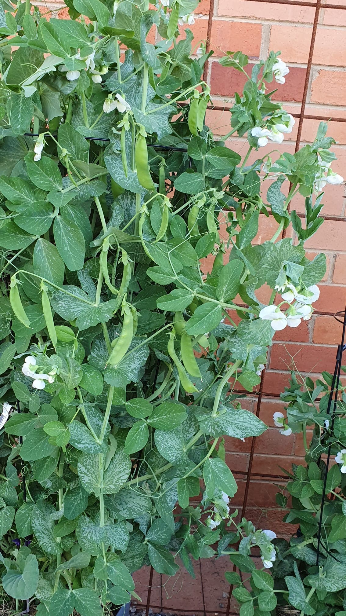 Bean plant on a fence