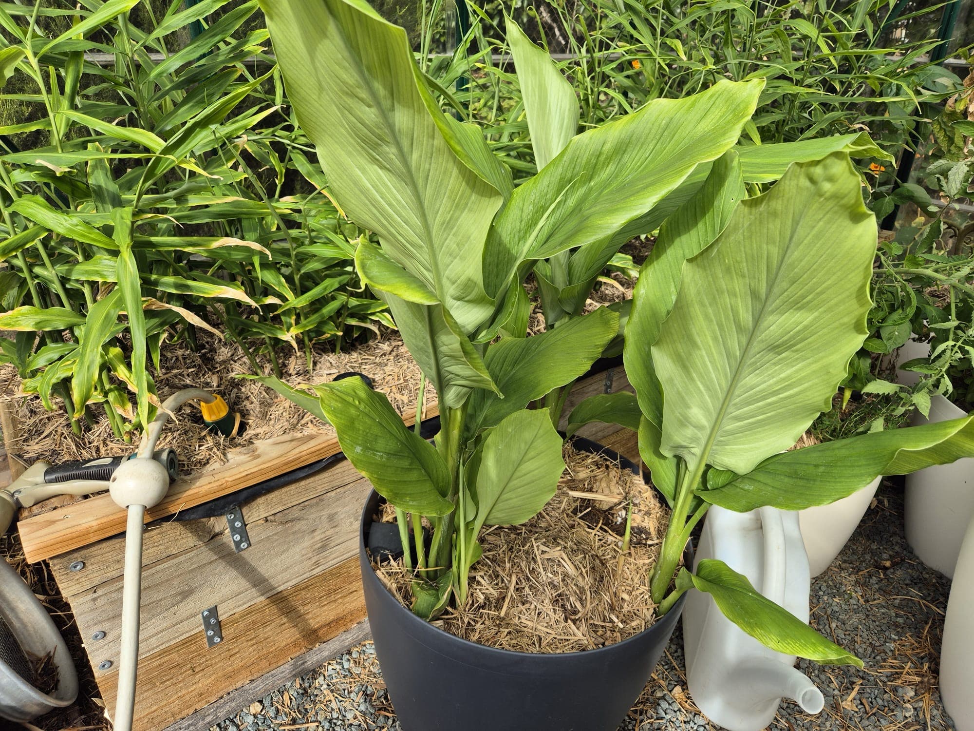 Big green and extra green