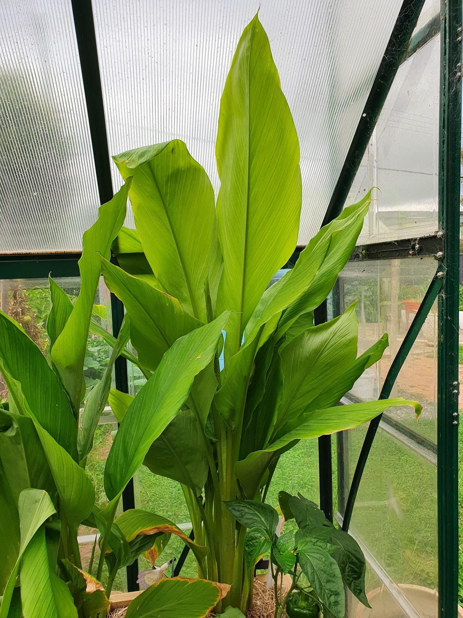 Big green vegetables