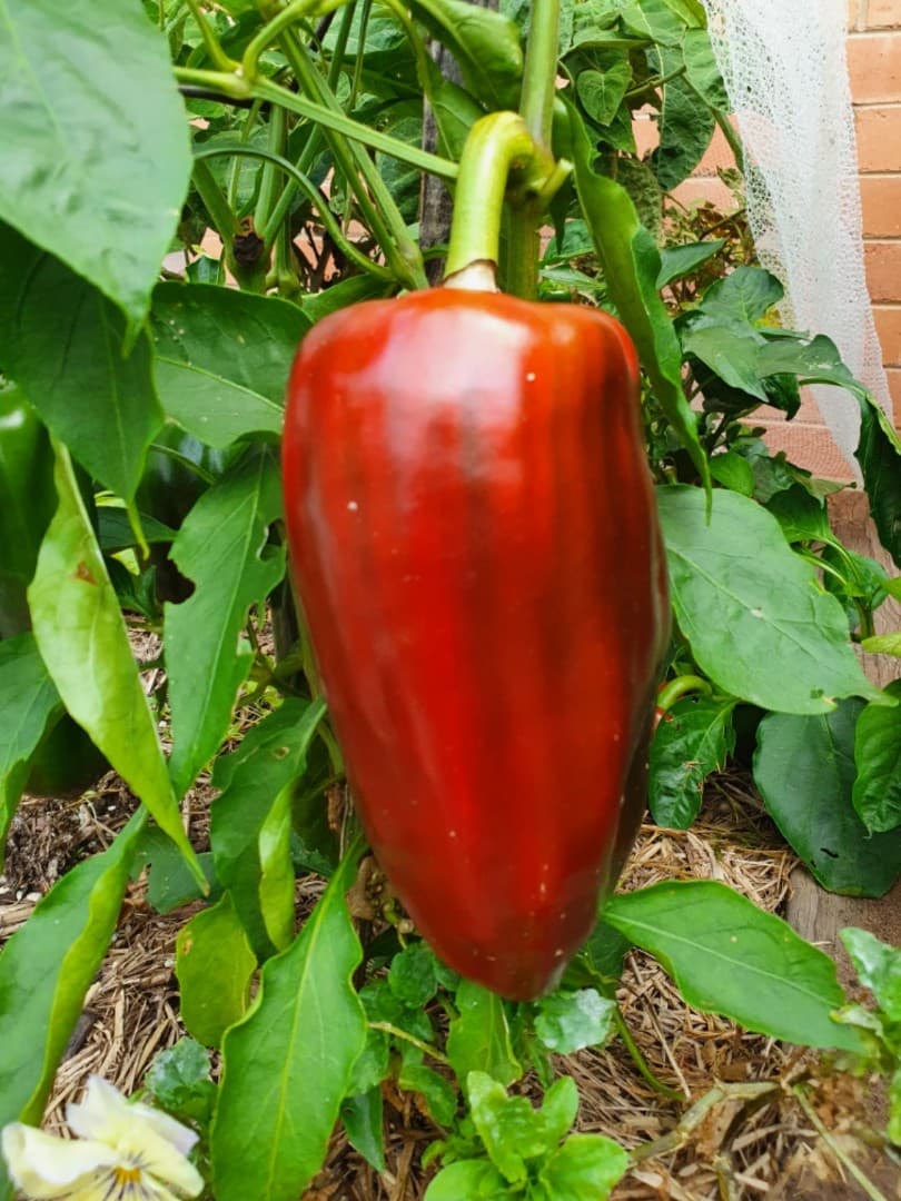Big red chilli
