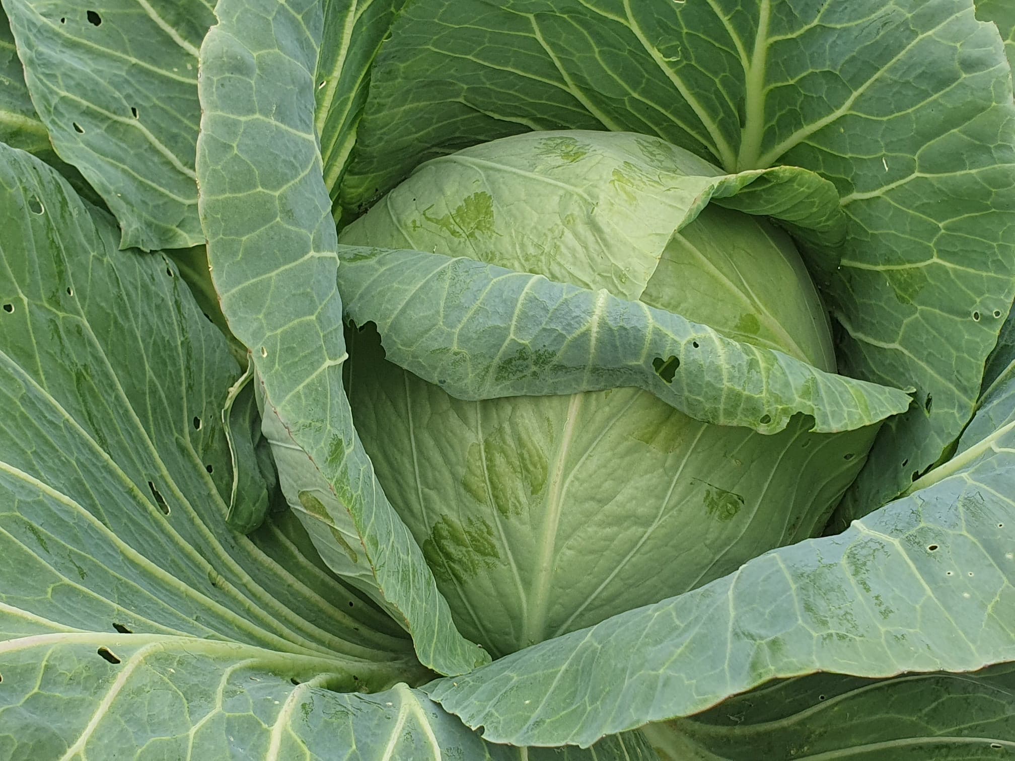 Cabbage close-up