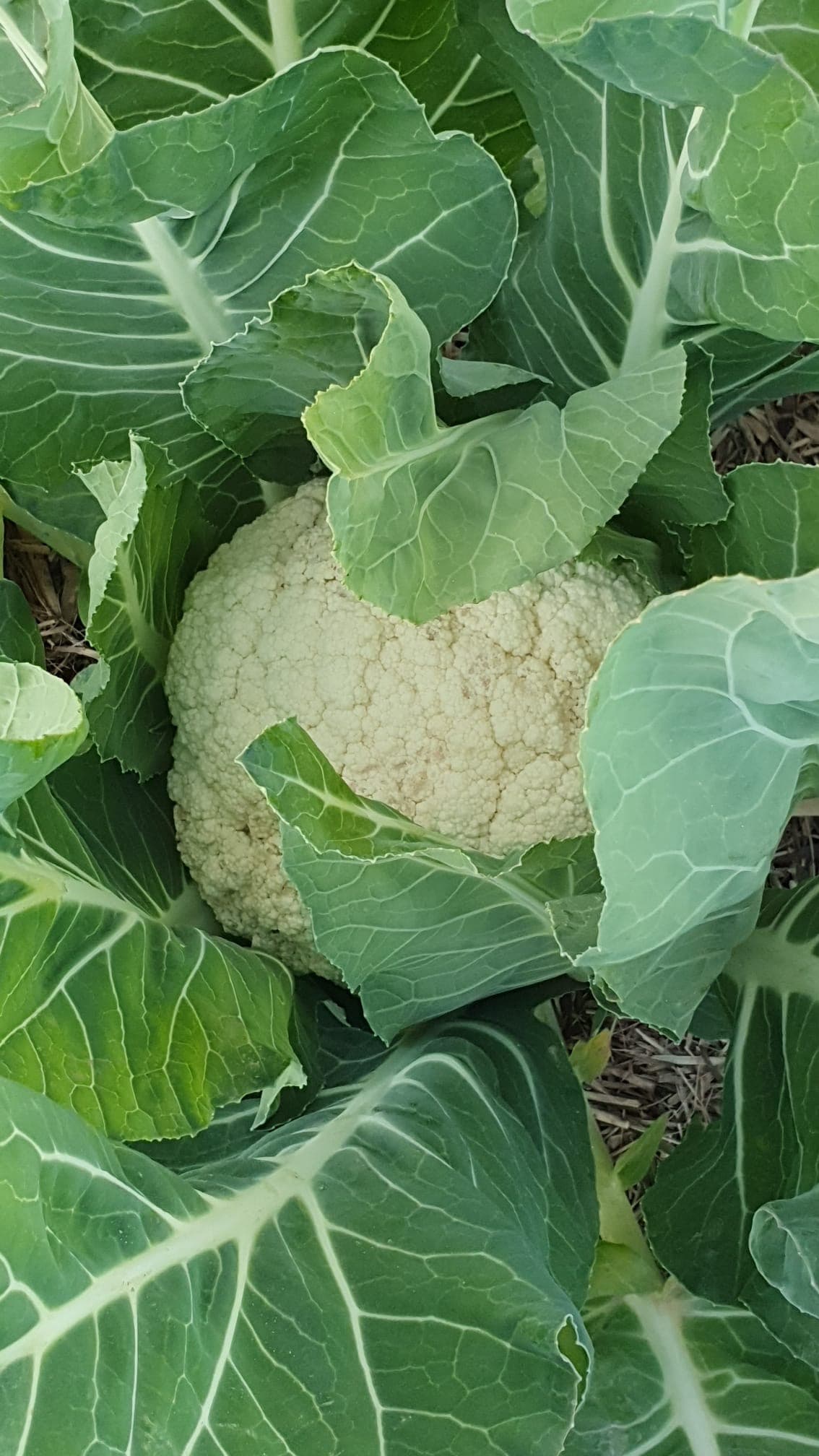 Garden produce (cali)