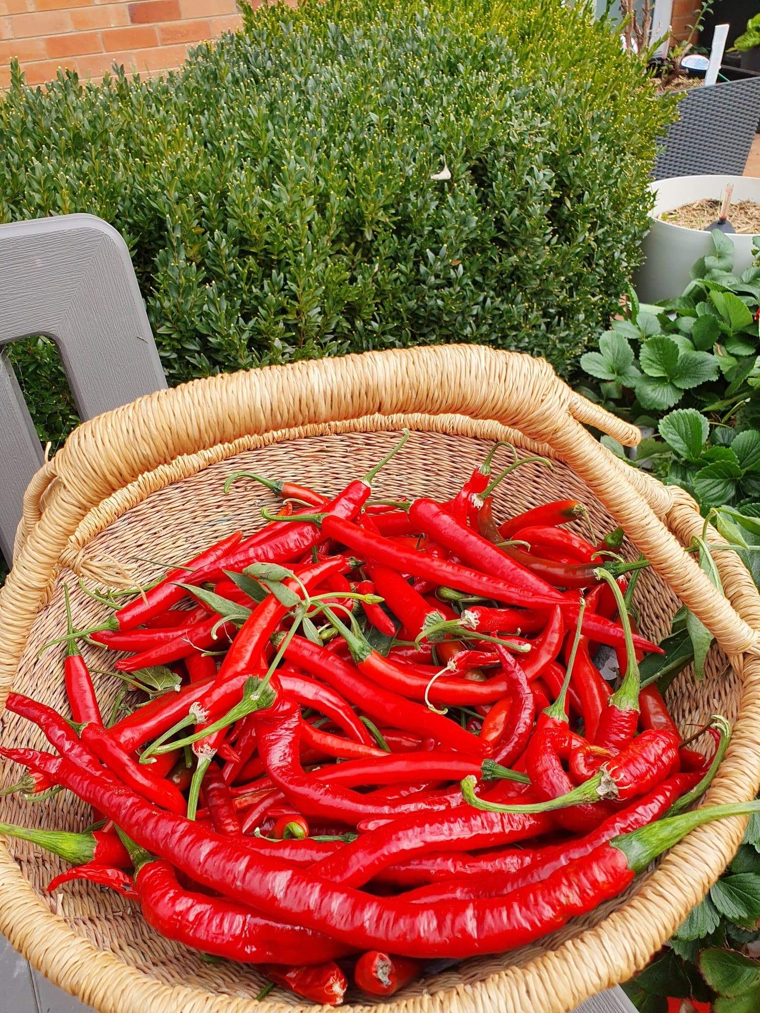 Basket of chillies