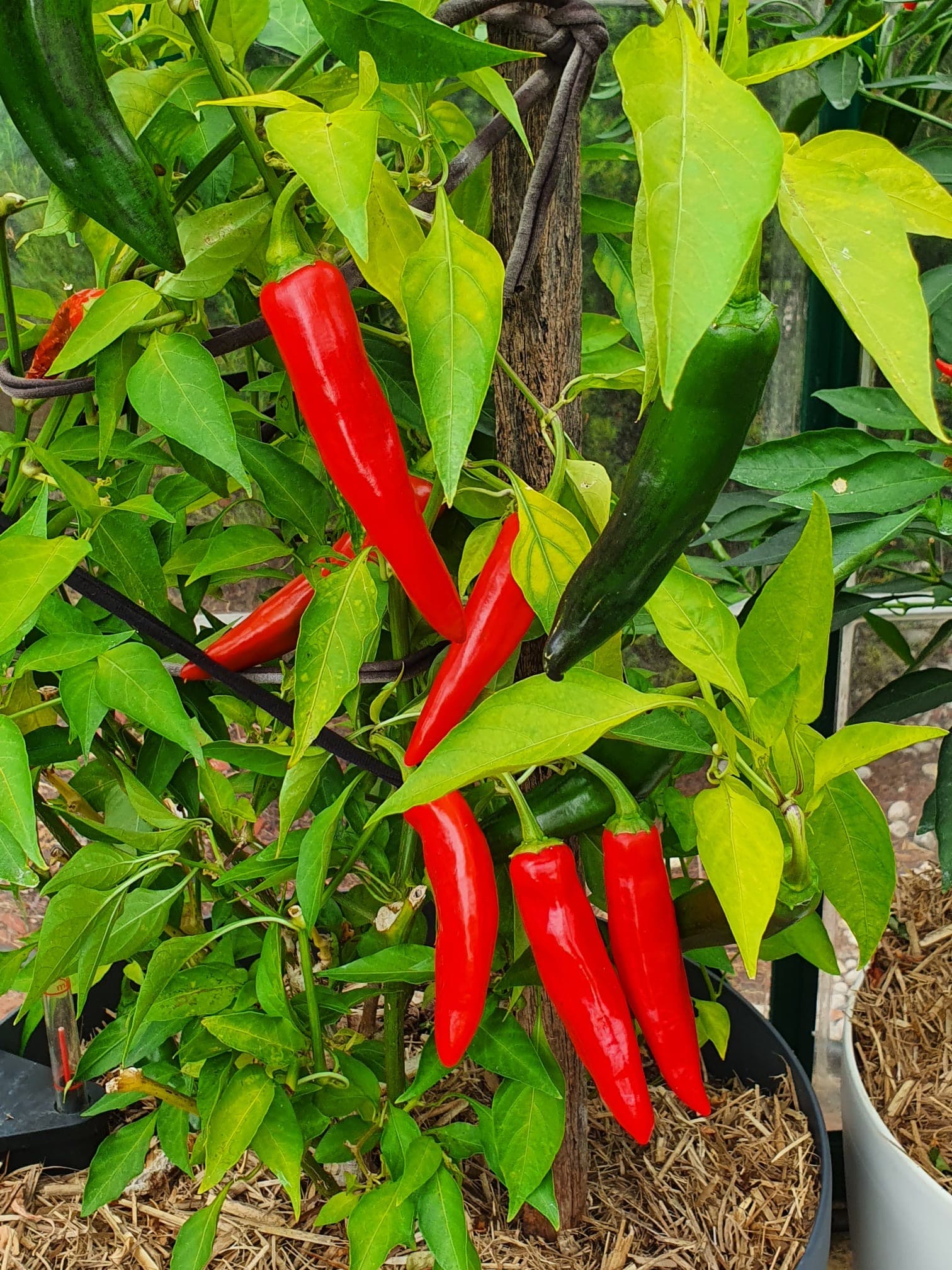 Chilli