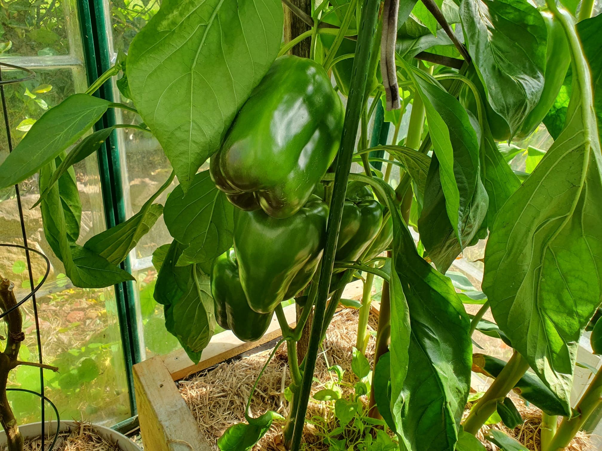 Green vegetables (long)