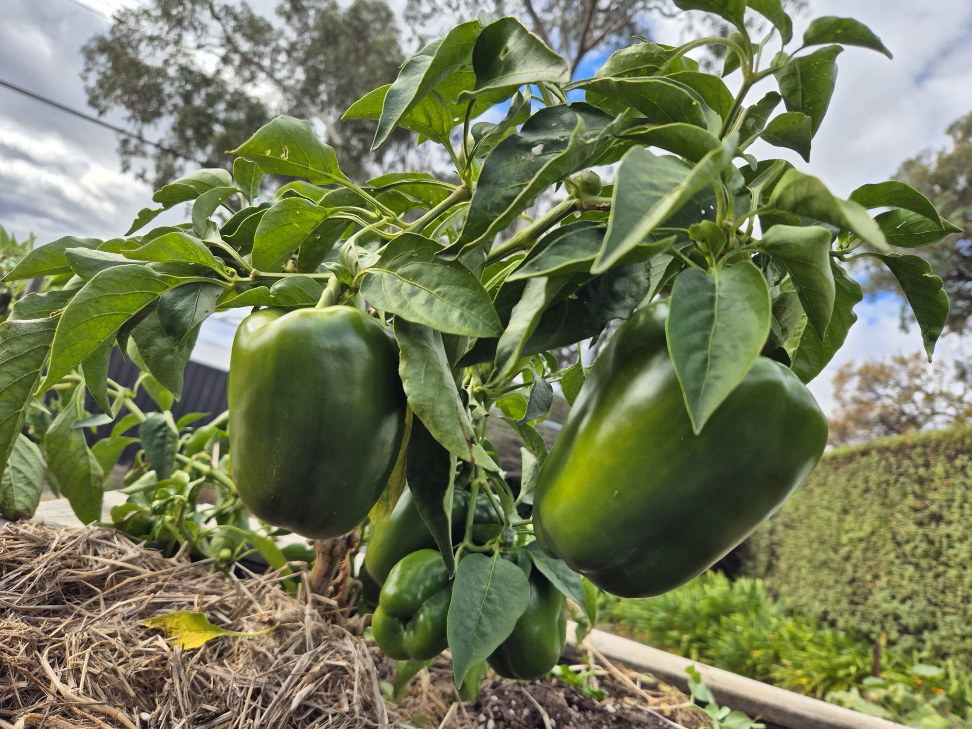 Green leaves close-up