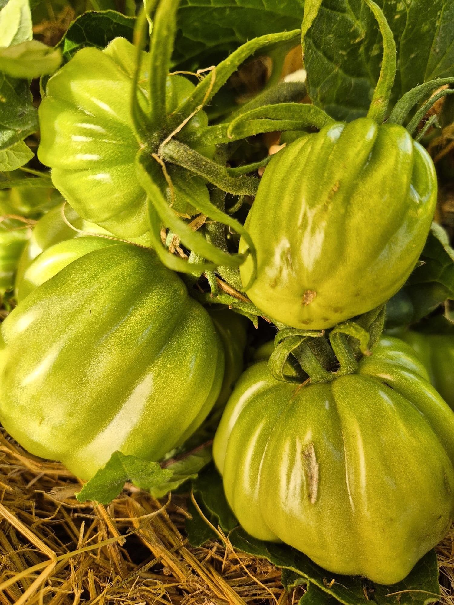 Green tomato close-up