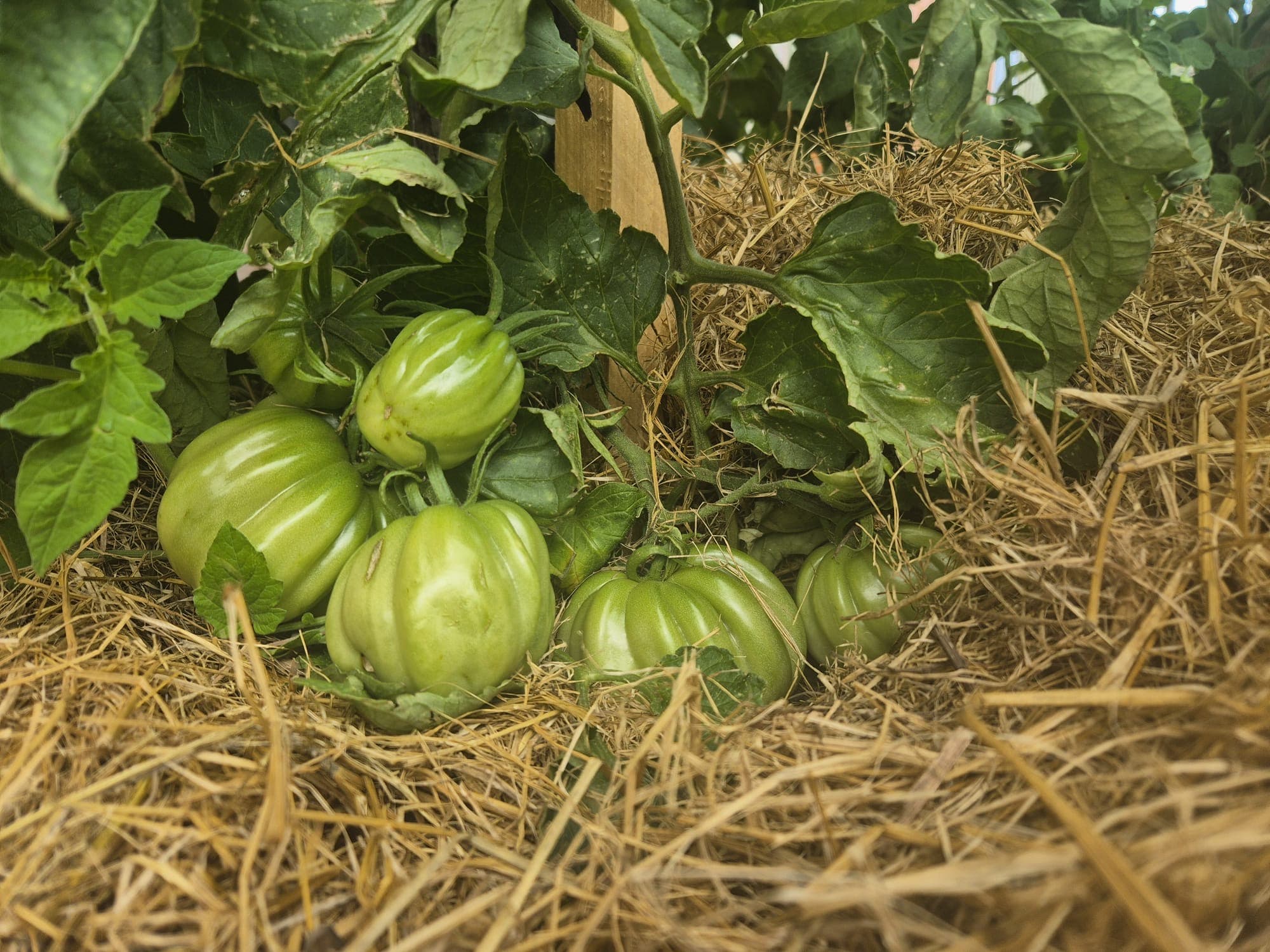 Green tomatoes on the plant