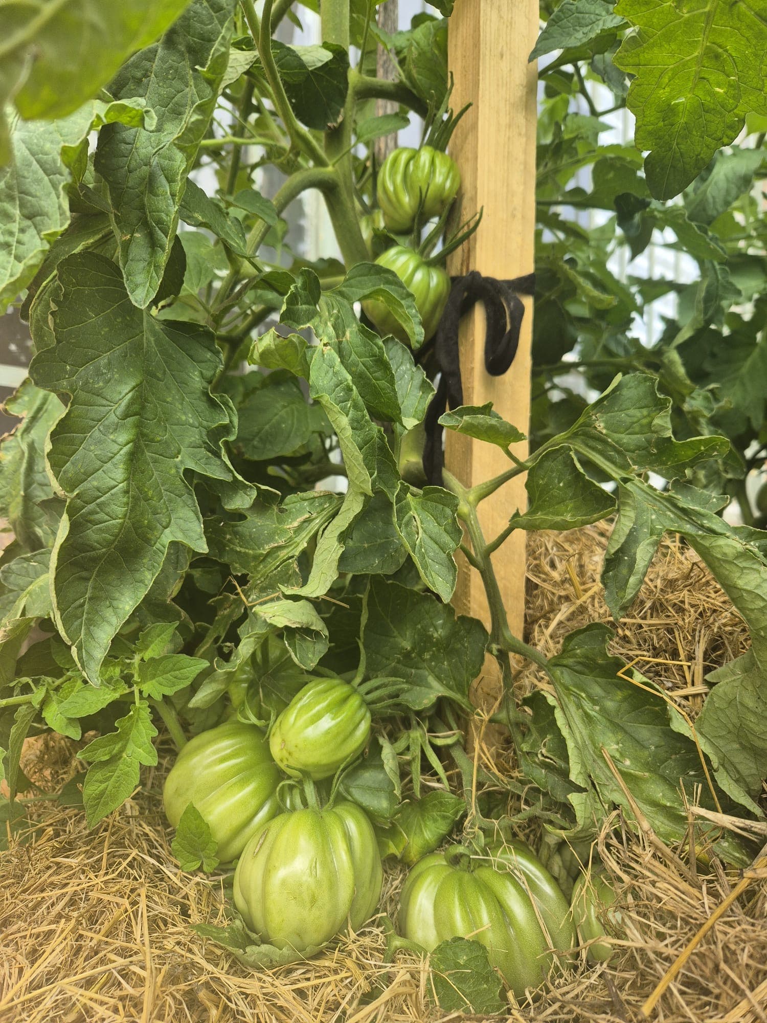 Green tomatoes on a stake