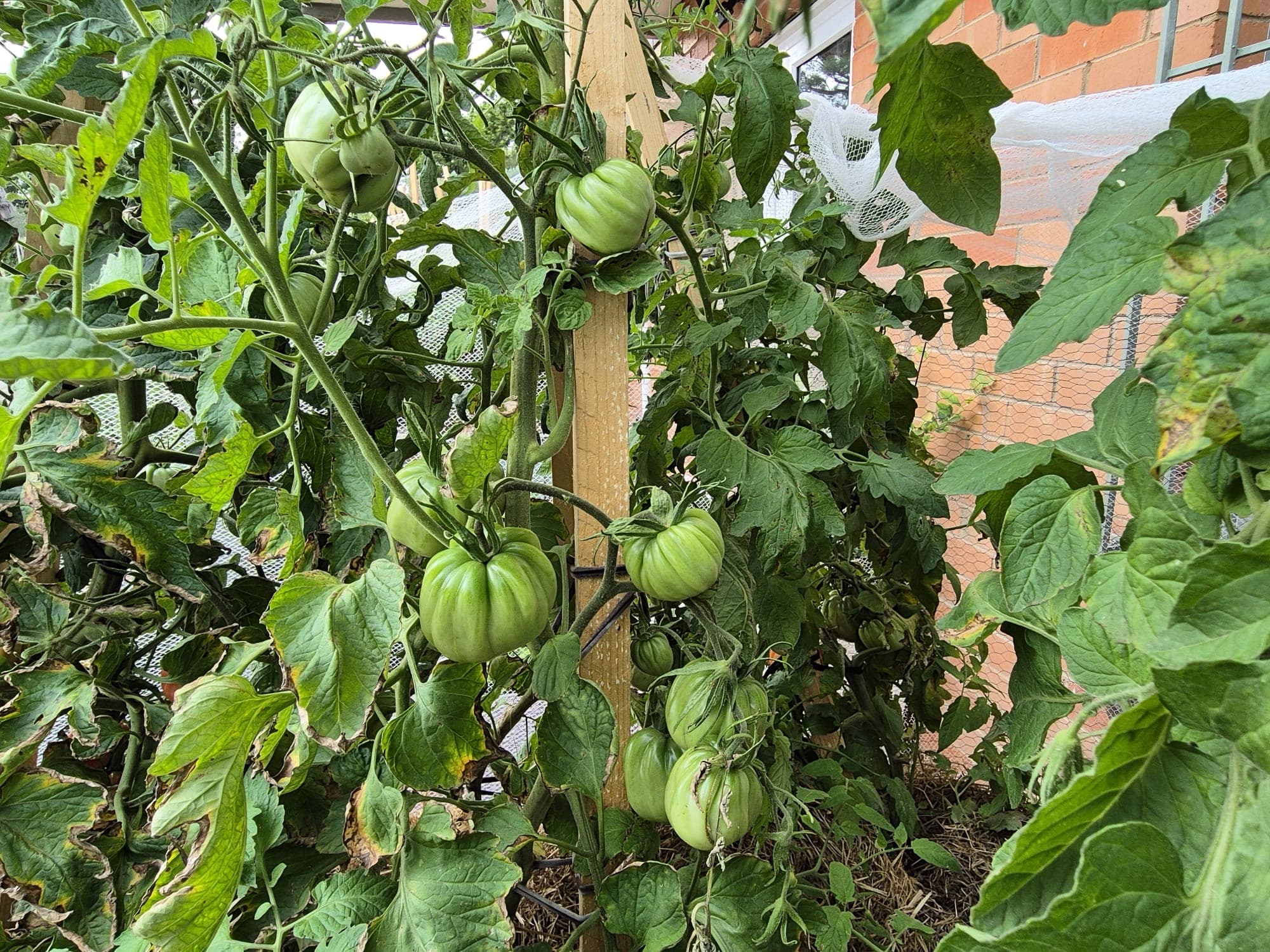 Green tomatoes