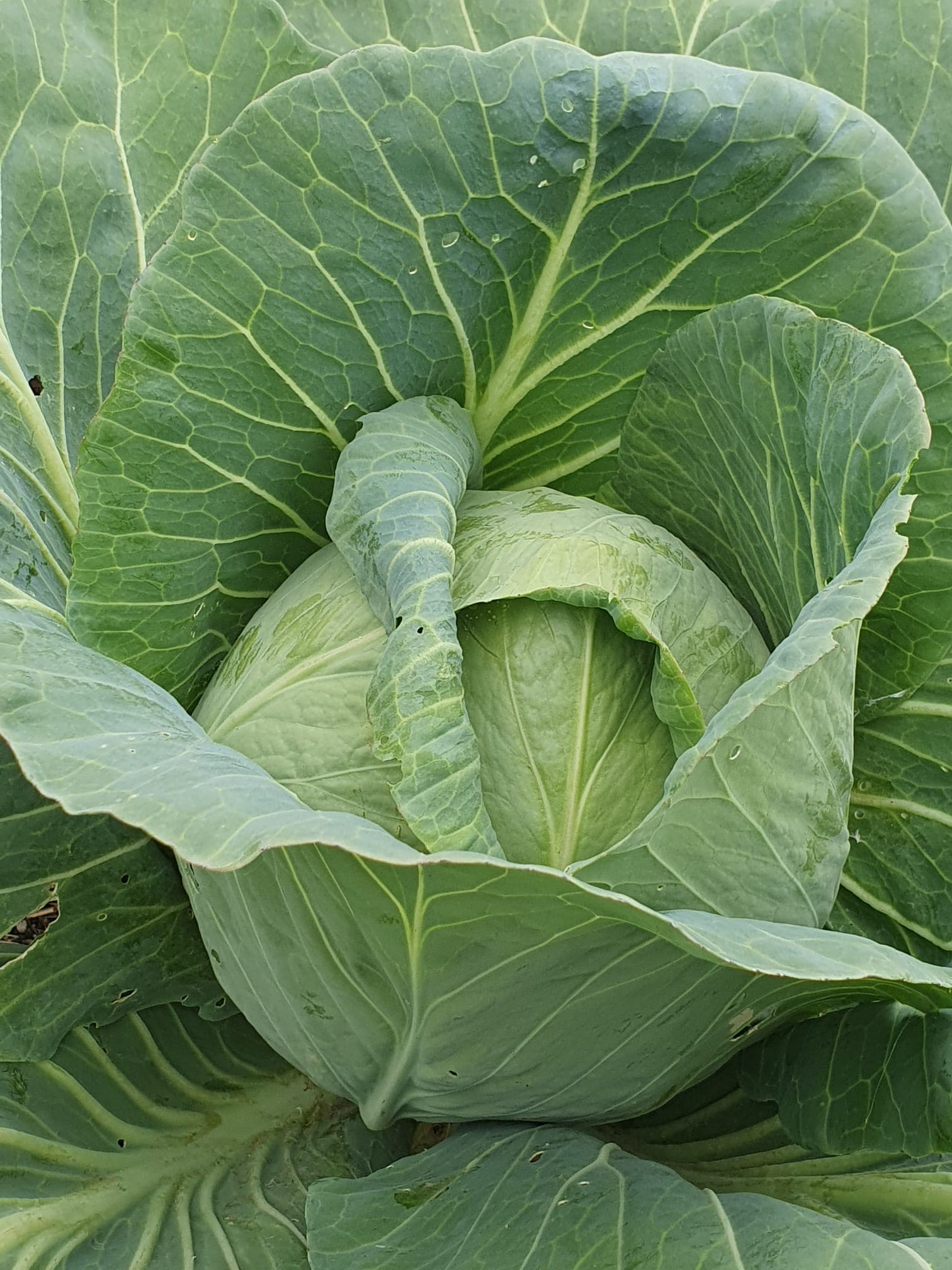 Garden produce (jit)