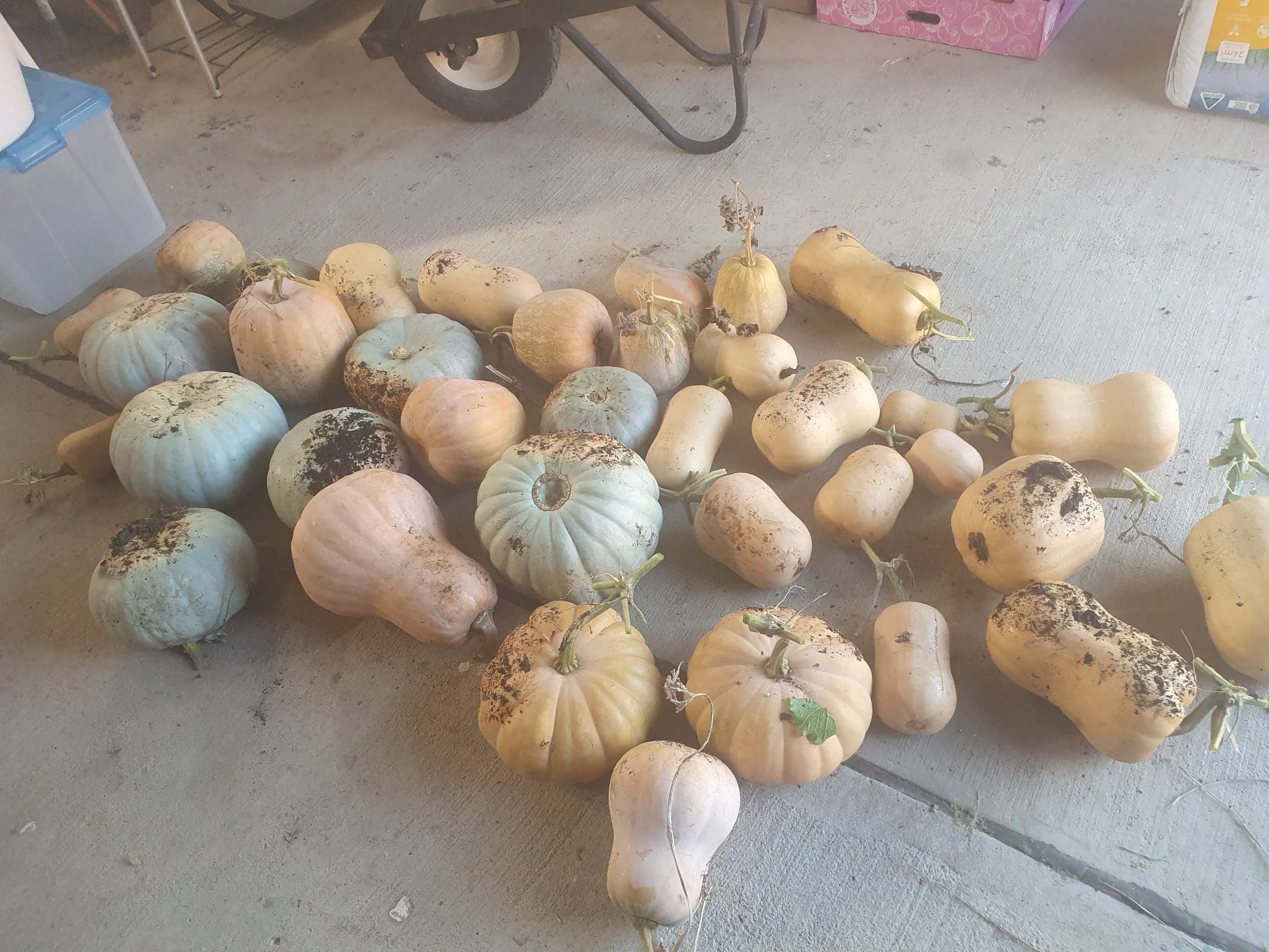 Many pumpkins