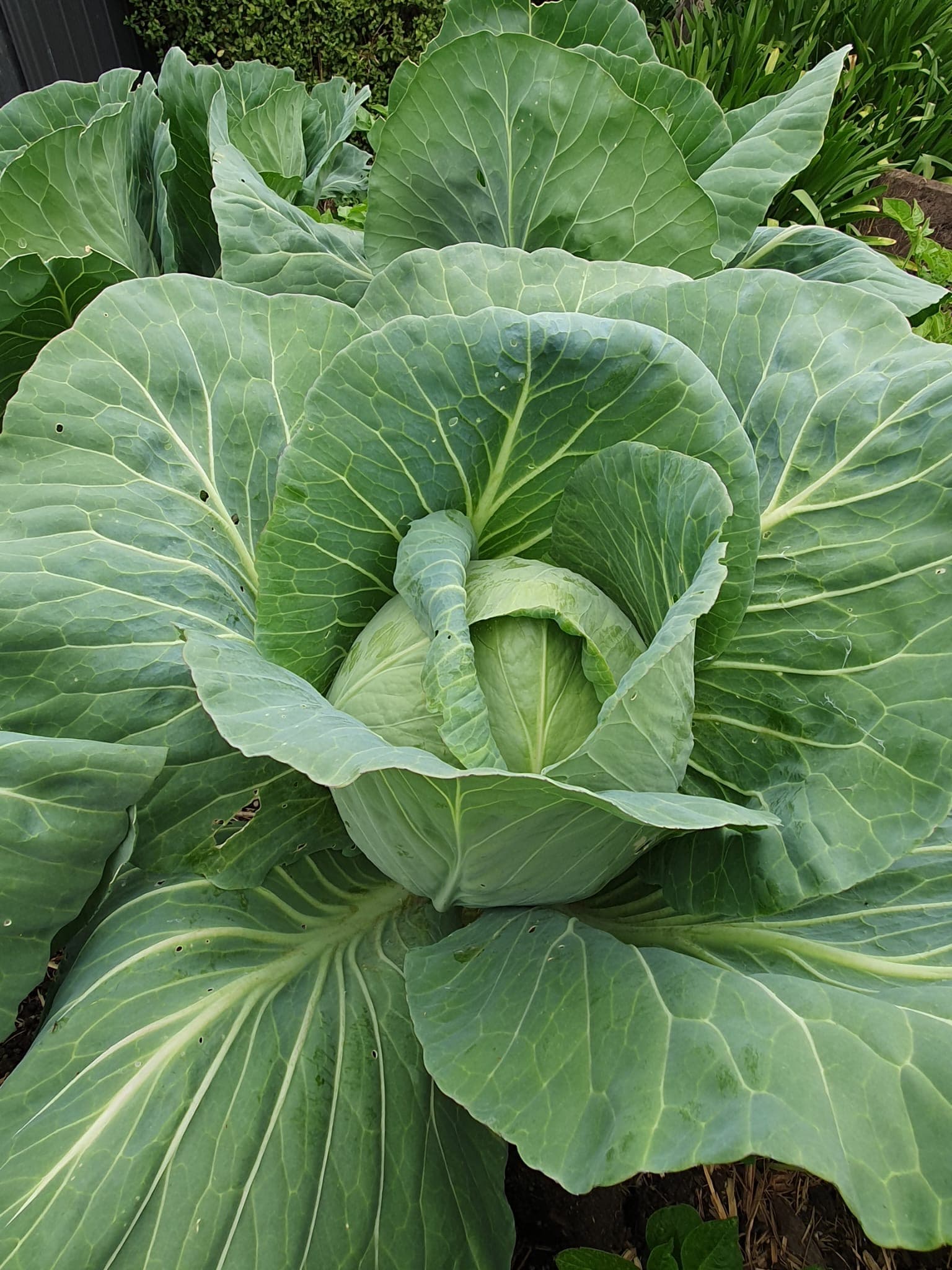 Garden produce (maybe)