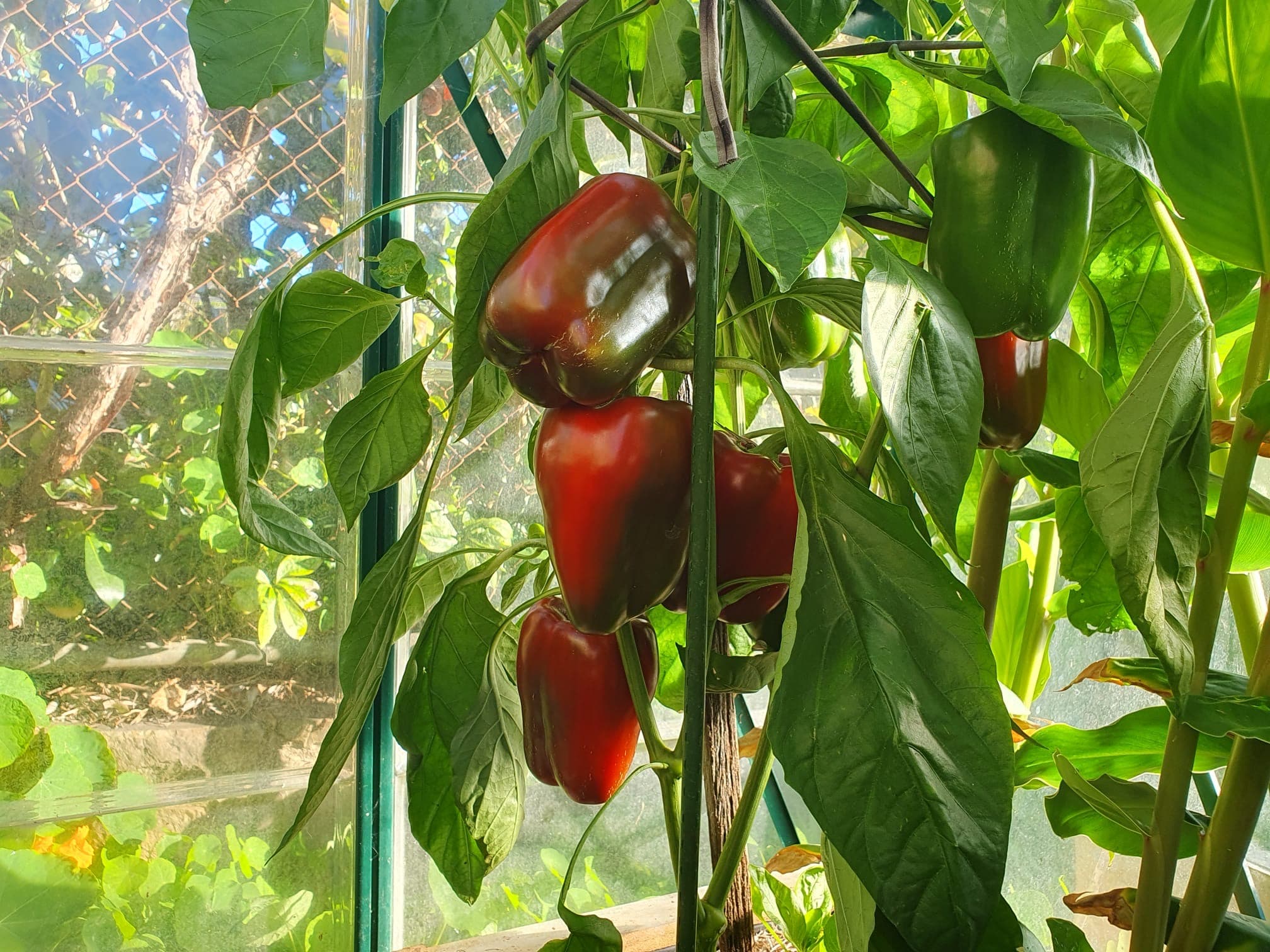 Garden produce (maybeee)