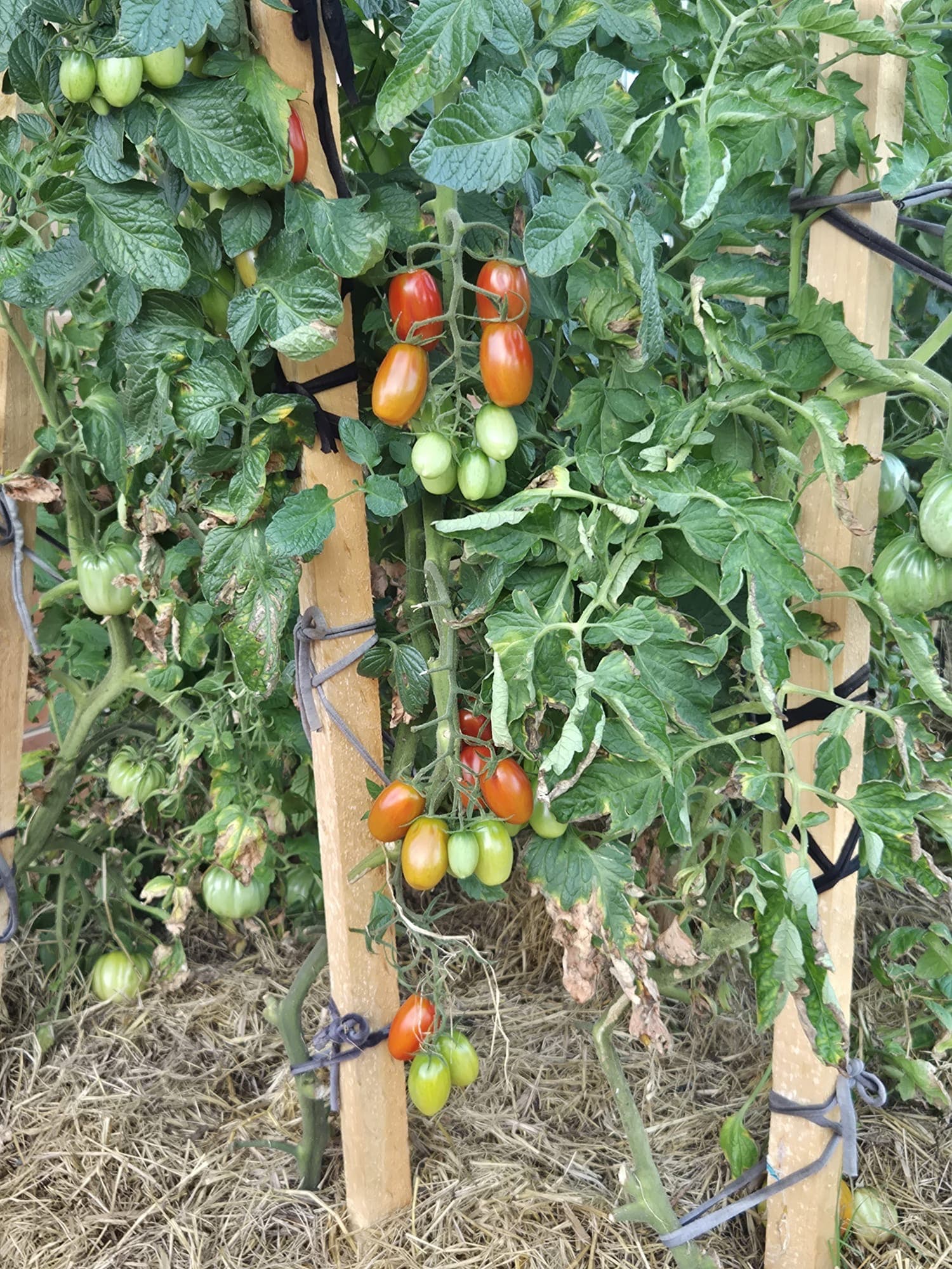 Mini tomatoes