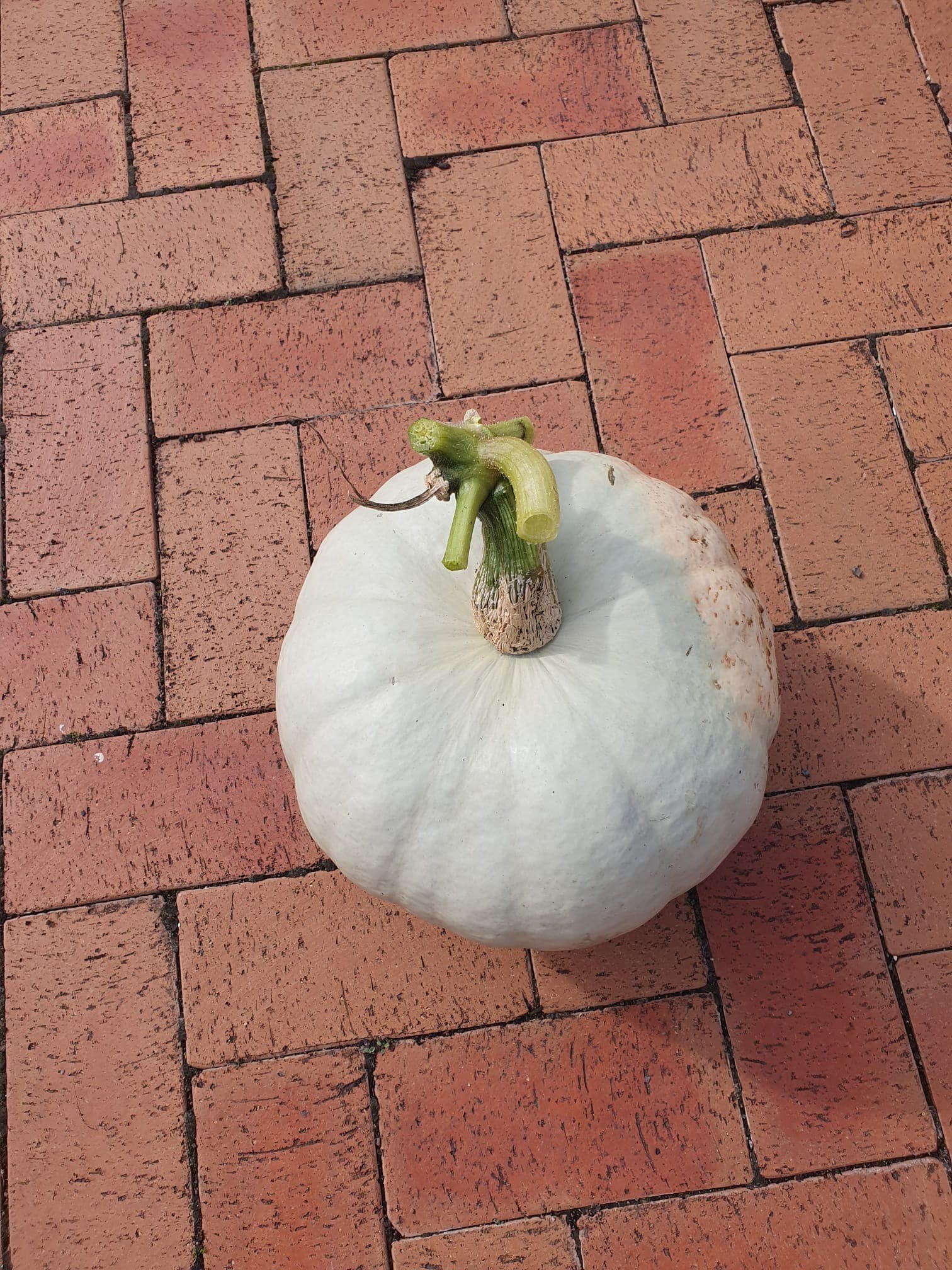 Single pumpkin