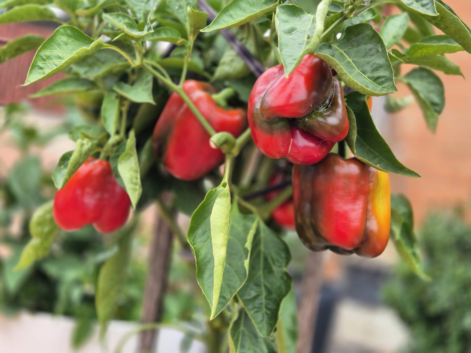 Red produce close-up