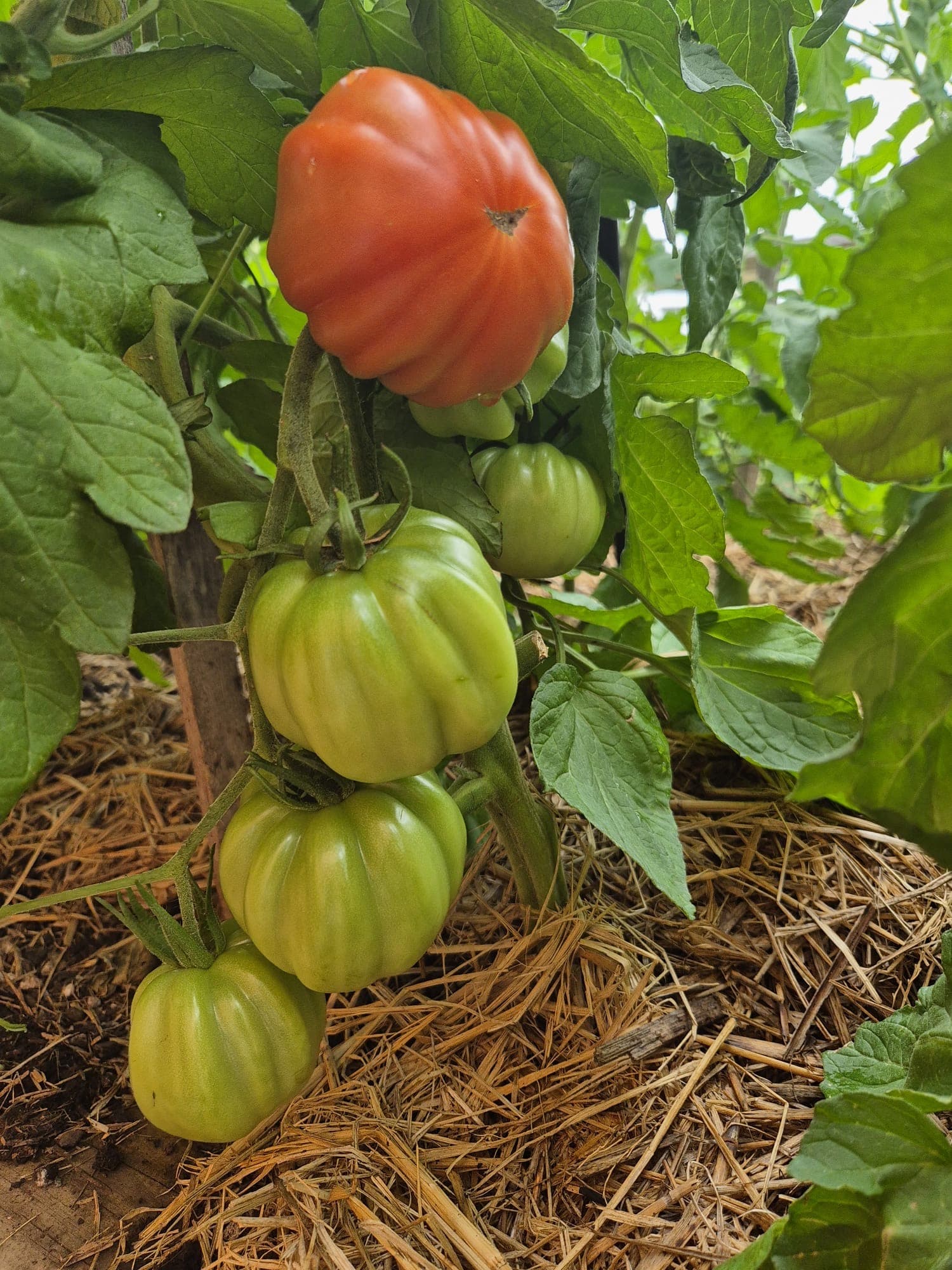 Tomatoes with a gradient of ripeness